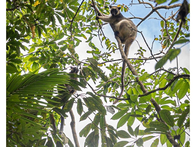 Millaa Millaa QLD 4886