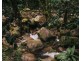 Millaa Millaa QLD 4886