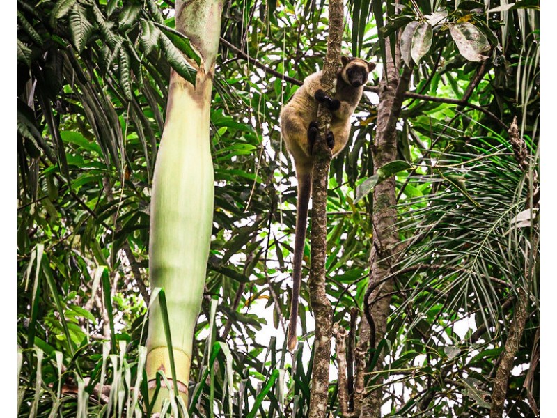 Millaa Millaa QLD 4886