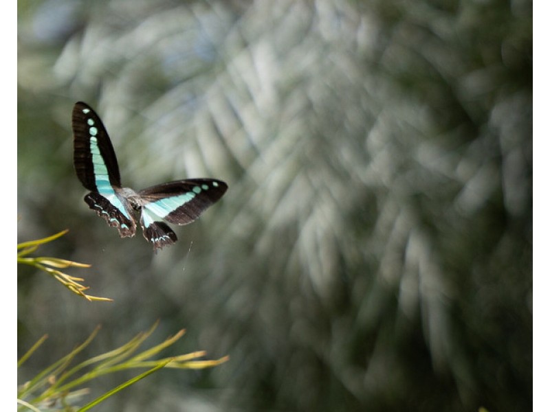 Millaa Millaa QLD 4886