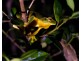 Millaa Millaa QLD 4886