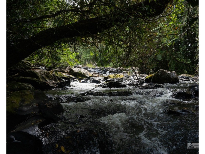 Millaa Millaa QLD 4886