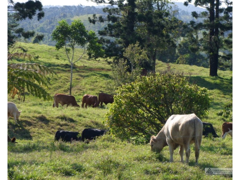 Millaa Millaa QLD 4886