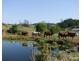 Millaa Millaa QLD 4886