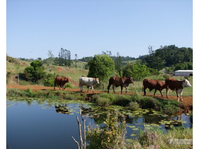 Millaa Millaa QLD 4886