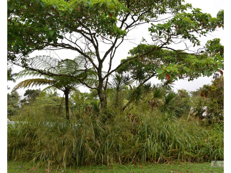 Millaa Millaa QLD 4886