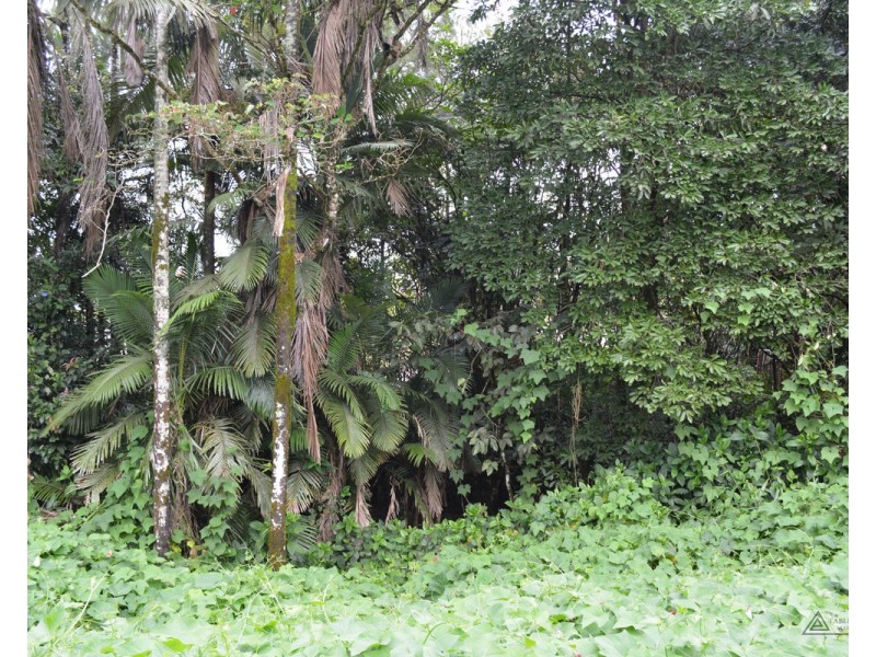 Millaa Millaa QLD 4886