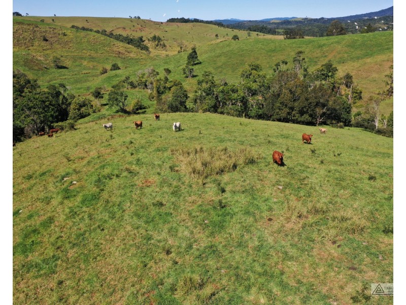 Millaa Millaa QLD 4886