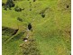 Millaa Millaa QLD 4886