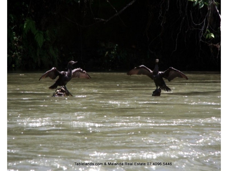 Millaa Millaa QLD 4886