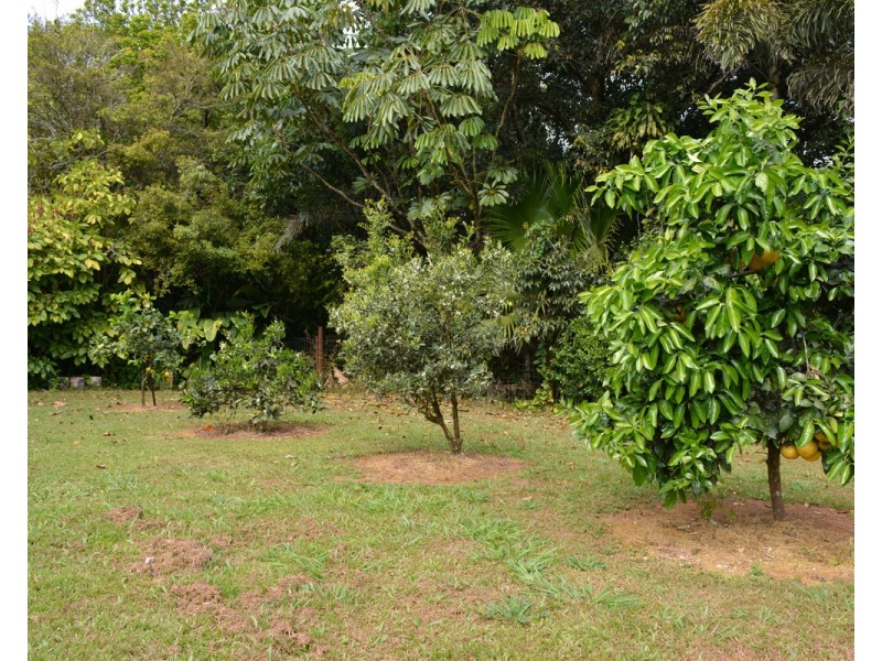 Millaa Millaa QLD 4886