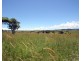 Millaa Millaa QLD 4886