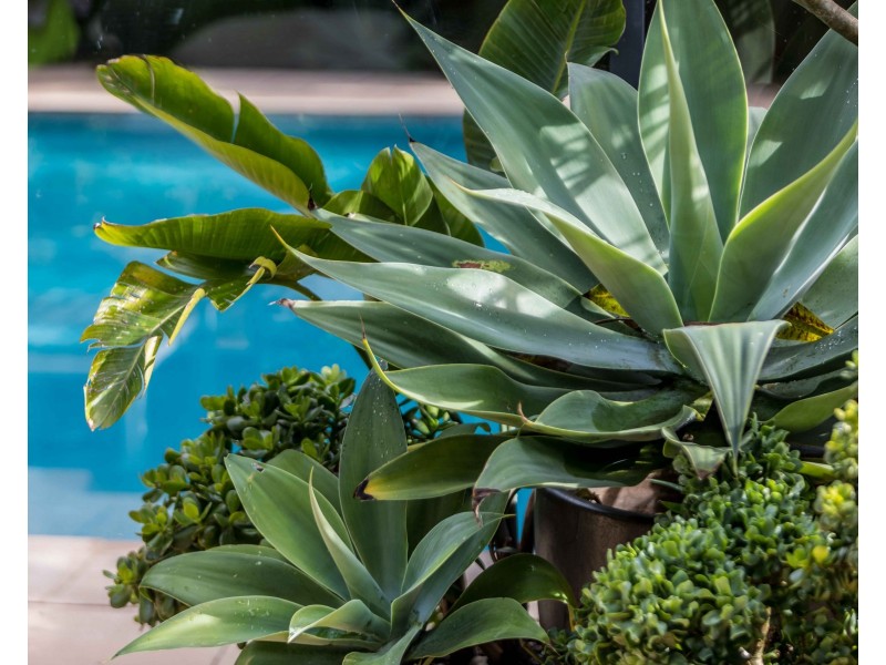 2 Melaleuca Street, Newport NSW 2106