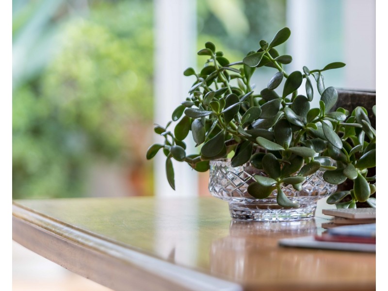 2 Melaleuca Street, Newport NSW 2106