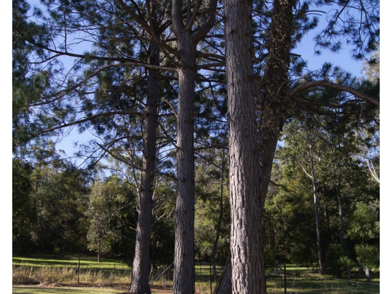 54 Sussex Street, Copmanhurst NSW 2460