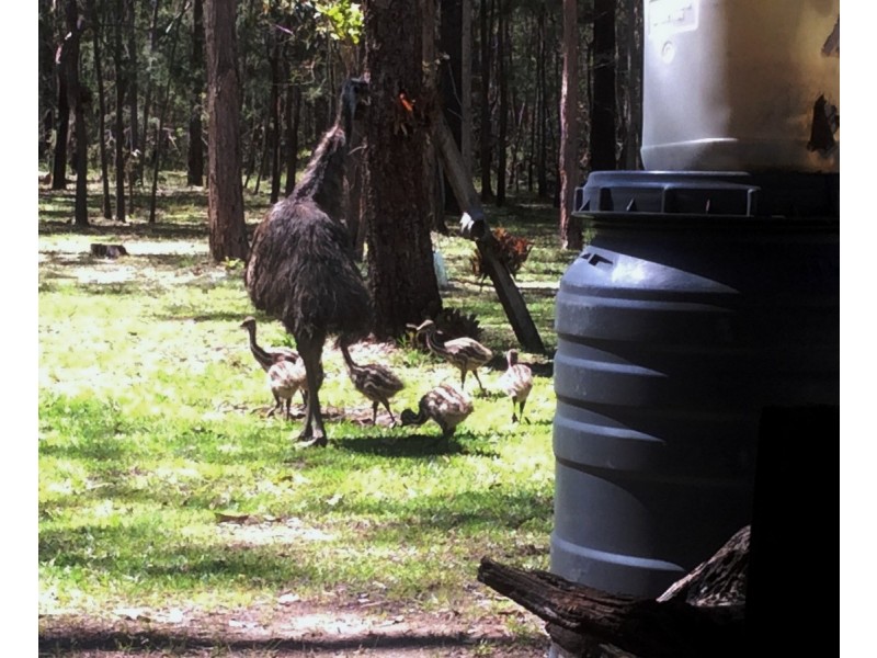 189 Loughmans Lane, Shark Creek NSW 2463