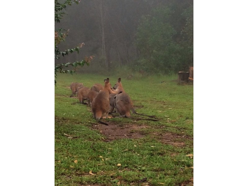 189 Loughmans Lane, Shark Creek NSW 2463