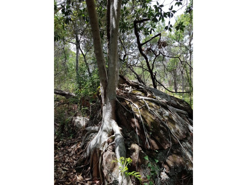 35 Sanders Road, Whiteman Creek NSW 2460