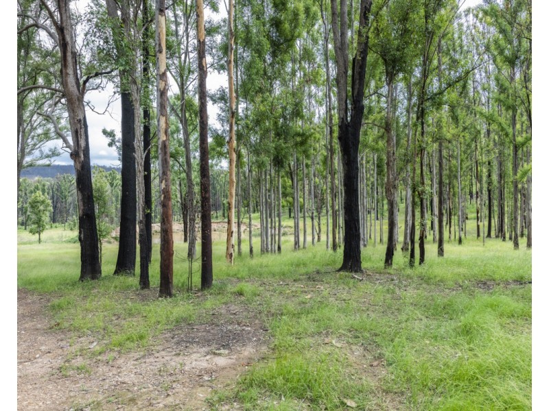 140 Martin Road, Nymboida NSW 2460