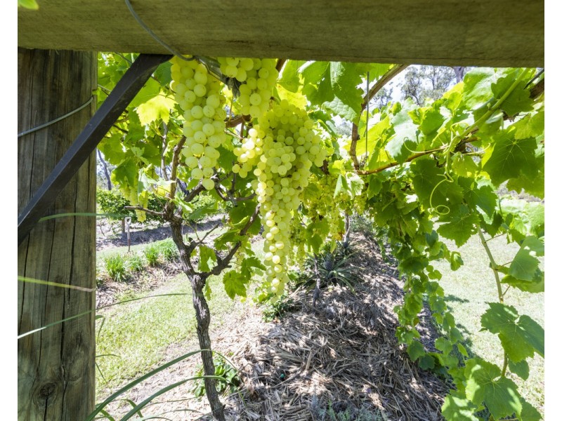 1484 Brooms Head Road, Taloumbi NSW 2463