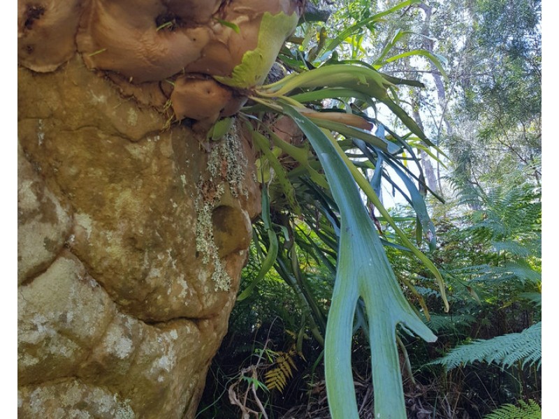 893 Coaldale Road, Fortis Creek NSW 2460