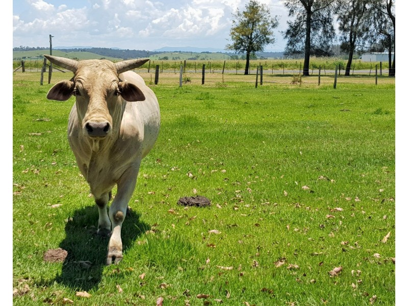 125 Skinner Street, South Grafton NSW 2460