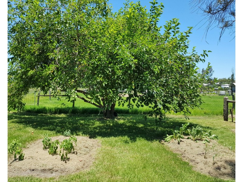 125 Skinner Street, South Grafton NSW 2460