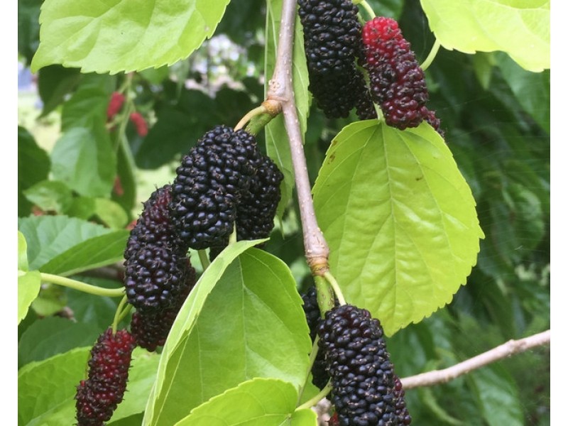 125 Skinner Street, South Grafton NSW 2460