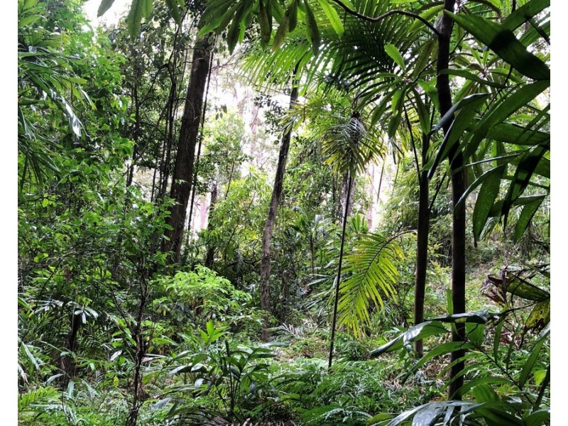 534 Cangai Road, Jackadgery NSW 2460