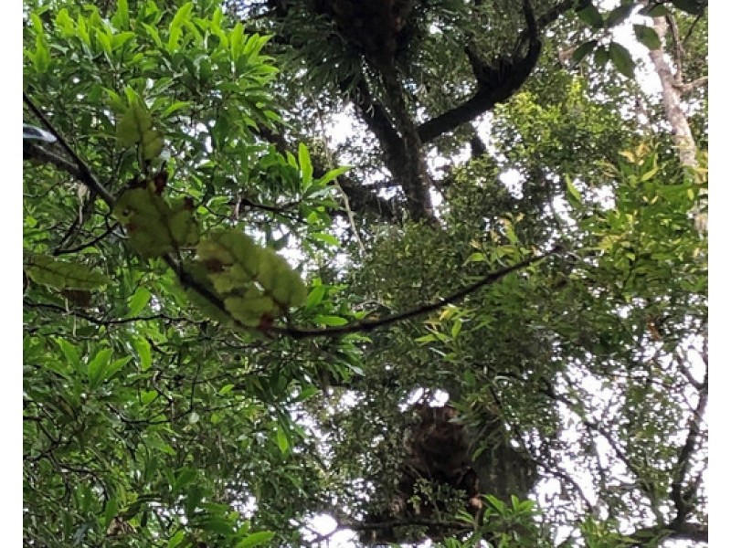 534 Cangai Road, Jackadgery NSW 2460