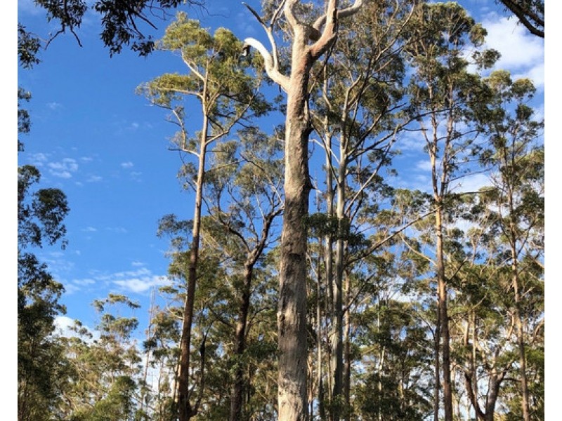 534 Cangai Road, Jackadgery NSW 2460