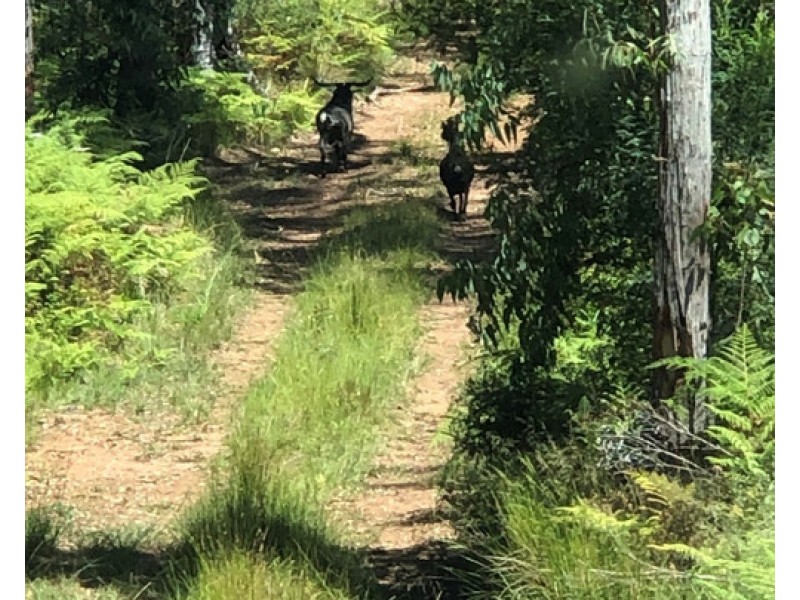 534 Cangai Road, Jackadgery NSW 2460