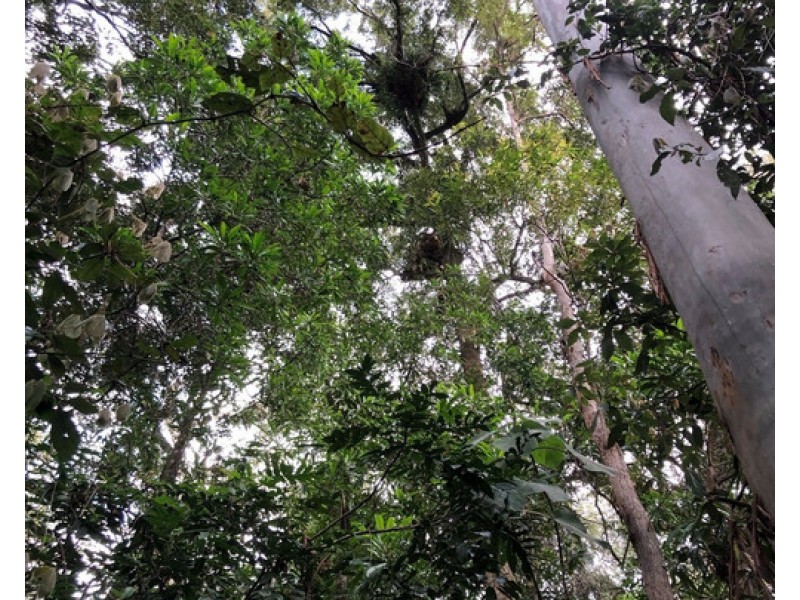 534 Cangai Road, Jackadgery NSW 2460