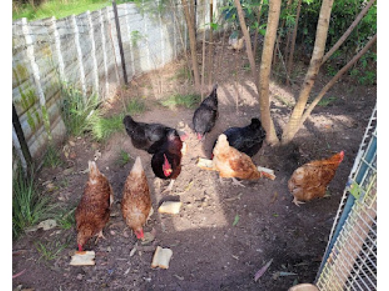 493 Glens Creek Road, Nymboida NSW 2460