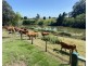 106 Carrs Island Road, Carrs Island NSW 2460