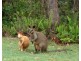 ID:21172461/31 Simpsons Road, Elanora QLD 4221