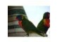 Currumbin QLD 4223