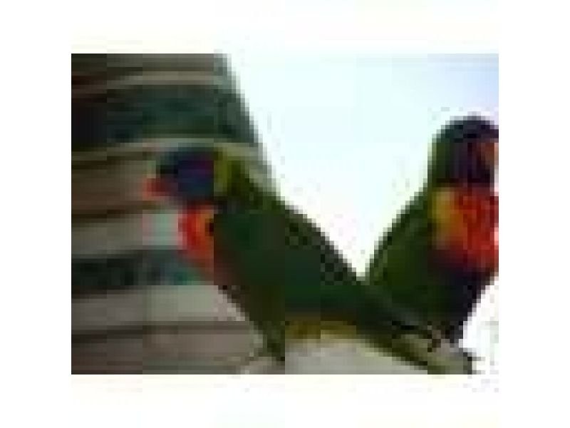 Currumbin QLD 4223