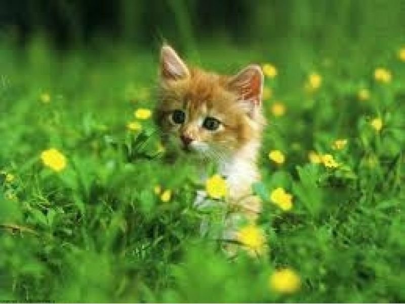 Varsity Lakes QLD 4227