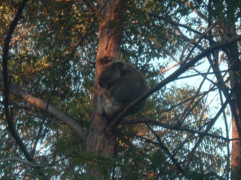 31 Simpsons Rd, Elanora QLD 4221