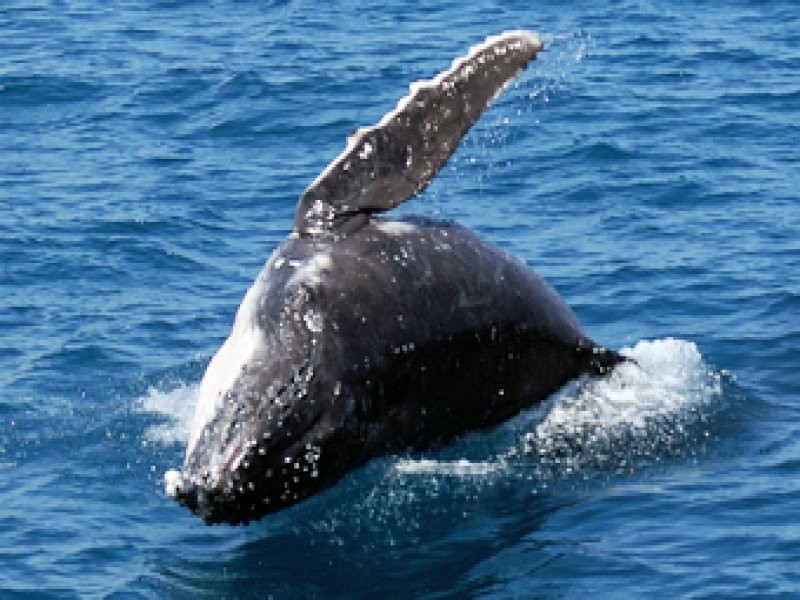 627 Charlton Esplanade, Hervey Bay QLD 4655