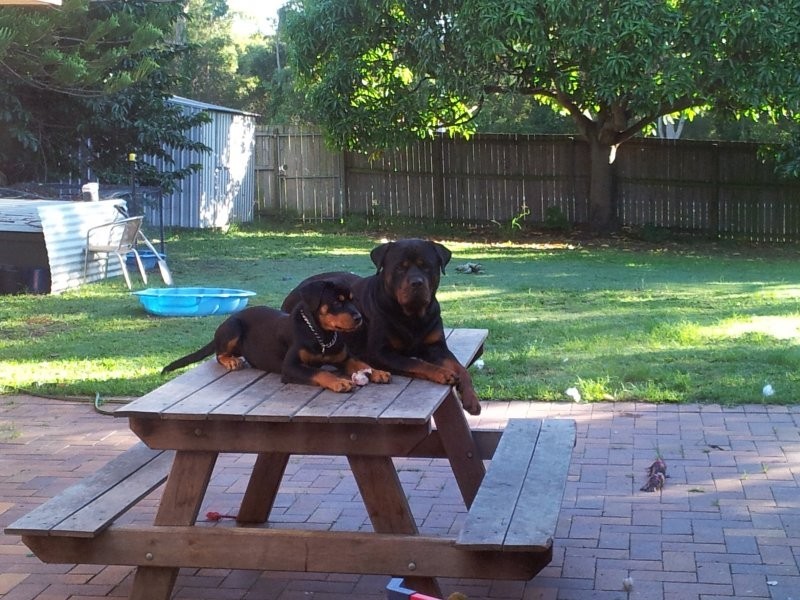 28 brodick st, Carindale QLD 4152