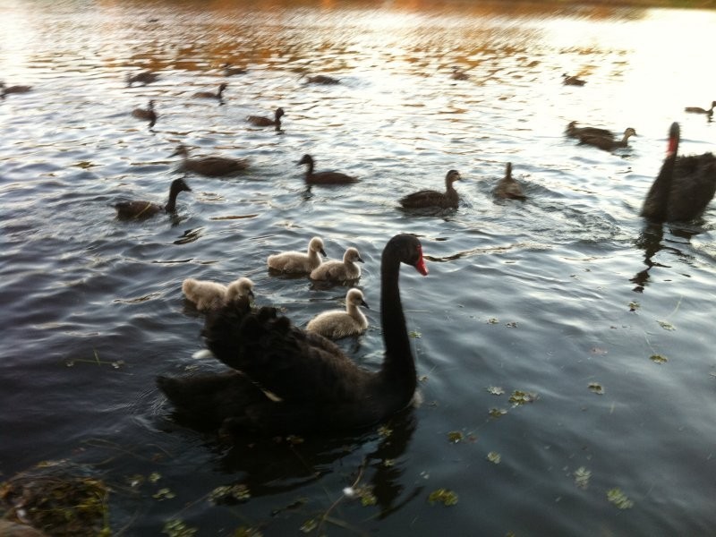 1 Resort Drive, Robina QLD 4226