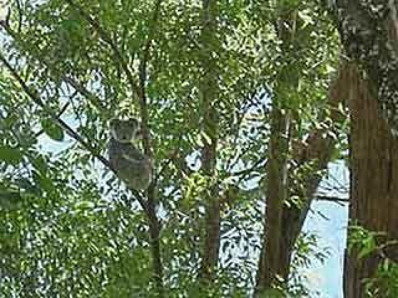 677 Tomewin Mountain Rd, Currumbin Valley QLD 4223