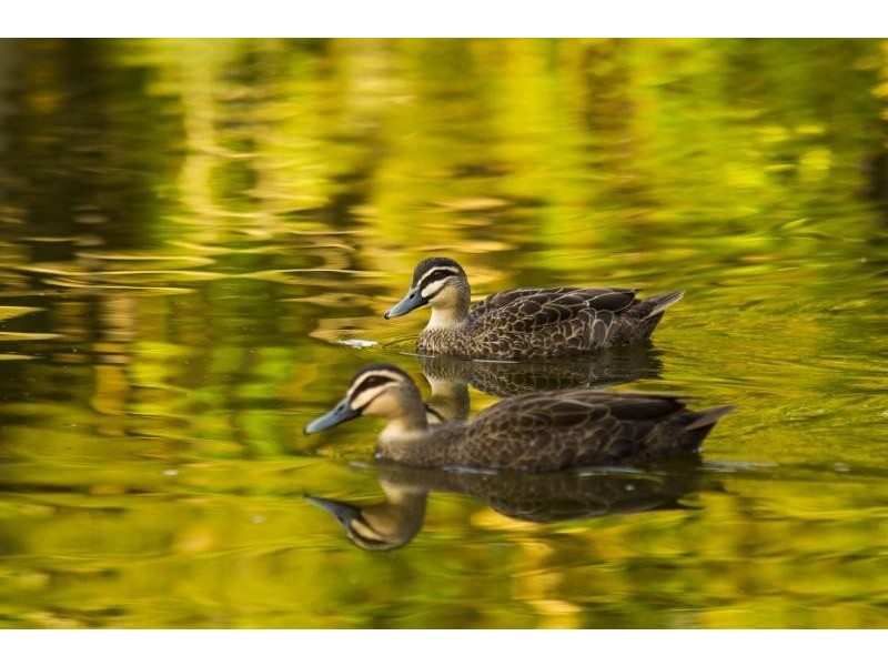 Unit 1, Sanctuary Palms / 543 Gold Coast Highway, Tugun QLD 4224