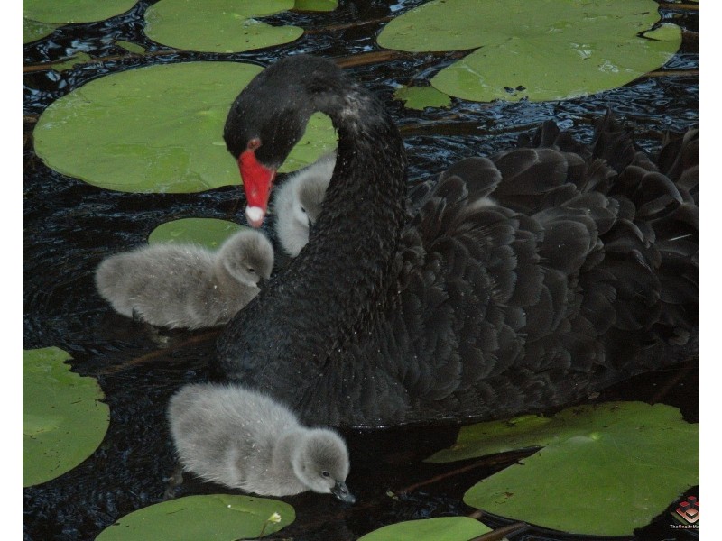 87 Toolga Street, Mount Coolum QLD 4573