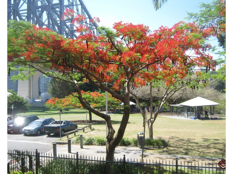 ID:3792693/1 Holman St 1 Holman Street, Kangaroo Point QLD 4169