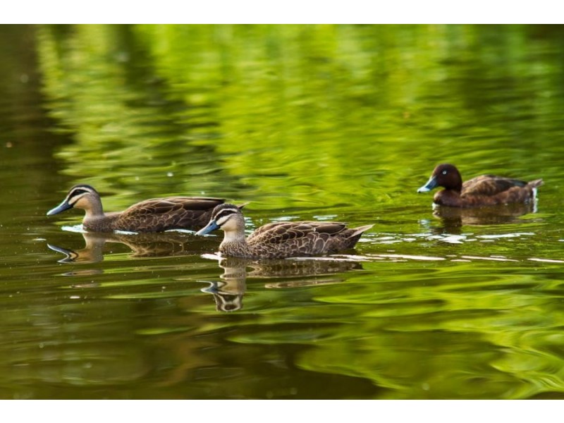 Unit 1, Sanctuary Palms / 543 Gold Coast Highway, Tugun QLD 4224