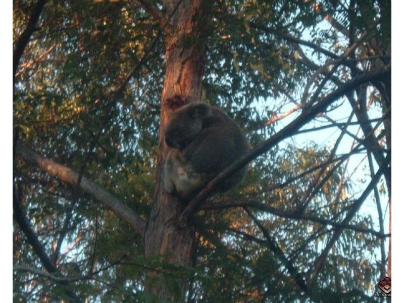 31 Simpons Road, Elanora QLD 4221