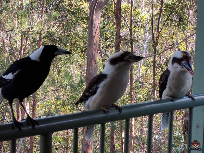 31 Simpsons Road, Elanora QLD 4221